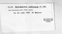 Melampsora salicina image